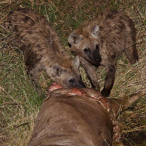 014 Kenia, Masai Mara, hyena's.jpg